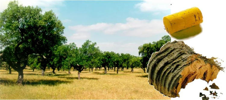 軟木組合套裝，讓家居生活多一點(diǎn)快樂(lè)與健康！    image2